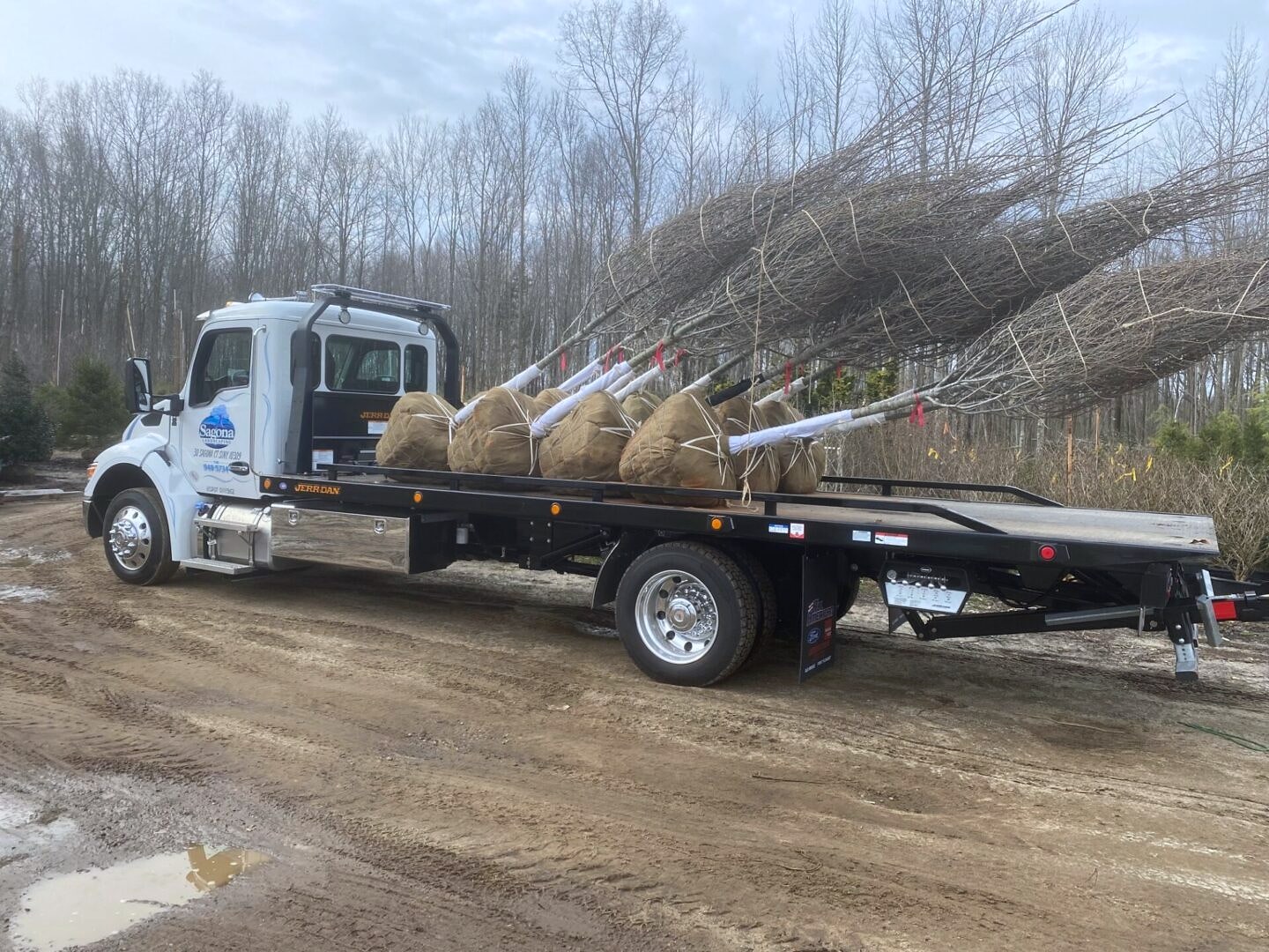 Flatbed truck carrying bundled root-balled trees on dirt lot
